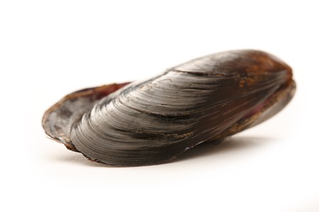 Empty sea mussel on the white backgroundの写真素材