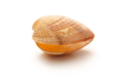 Empty sea mussels on the white backgroundの写真素材