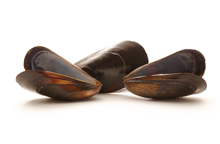 Empty sea mussels on the white backgroundの写真素材