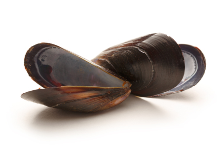 Empty sea mussels on the white backgroundの写真素材