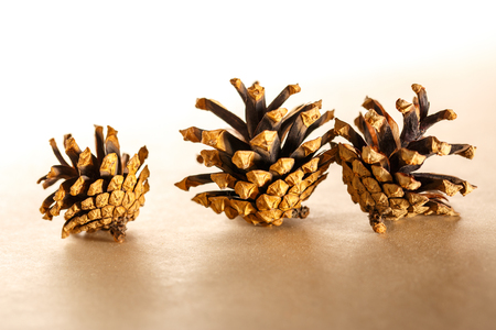 Dry cones on the paper background closeupの写真素材