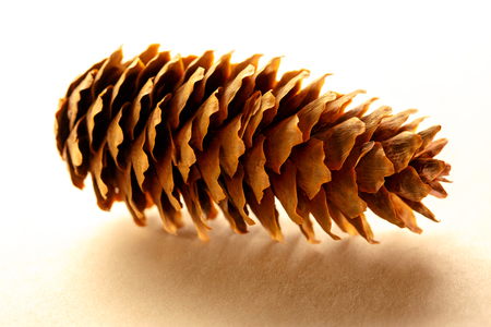Dry cone on the paper background closeupの写真素材