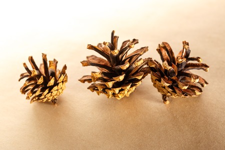 Dry cones on the paper background closeup