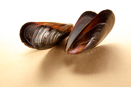 Two empty sea mussel shells in closeupの写真素材