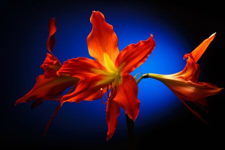 Amaryllis flowers in blossom on blue backgroundの写真素材