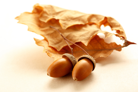 Fresh acorns with dried leaves in closeupの写真素材