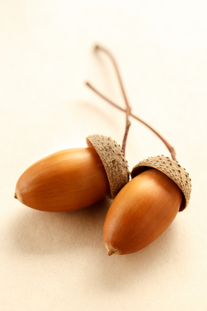 Two acorns on white background in closeupの写真素材