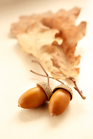 Fresh acorns with dried leaves in closeupの写真素材