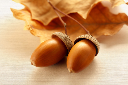 Fresh acorns with dried leaves in closeupの写真素材