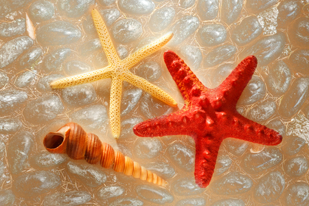Sea shell and stars in light closeupの写真素材