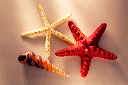 Sea shell and stars in light closeupの写真素材