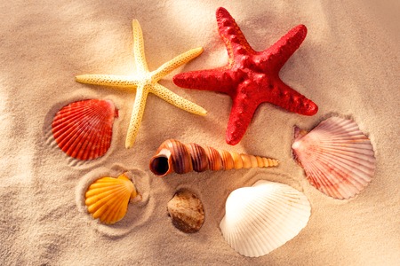 Collection of sea shells and stars in closeupの写真素材