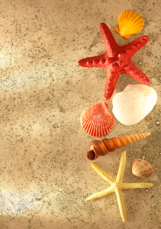 Collection of sea shells and stars in closeupの写真素材