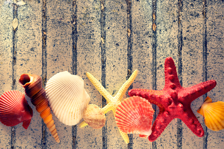 Collection of sea shells and stars in closeupの写真素材