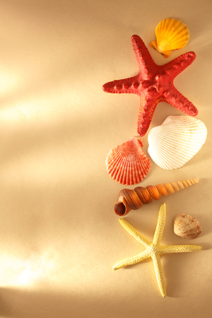Collection of sea shells and stars in closeupの写真素材