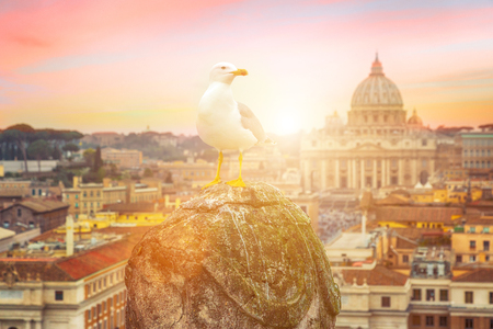 Seagull sitting on a old pillar against vatican viewの写真素材