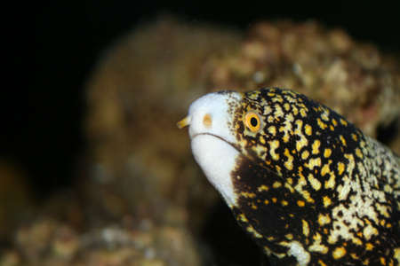 Starry Moray Eel