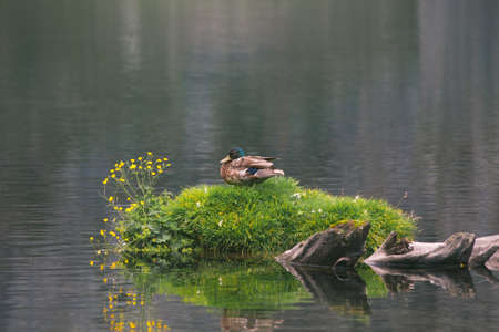 Wild duck sits on an island of grass surrounded by waterの写真素材