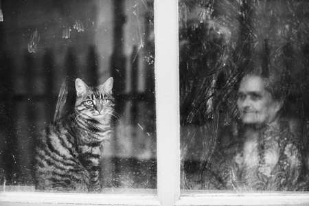 Elderly woman with a cat look from a dirty window. The effect of film black and white photographyの写真素材