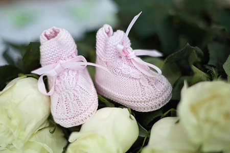 Pink knitted children's footwear on white roses close upの写真素材