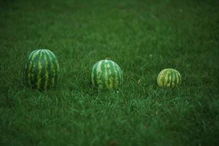 Three watermelons on a green lawn lie in a row. The concept of family, parents and childの写真素材