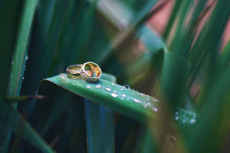 Wedding rings on leaves with dew, macro shootingの写真素材
