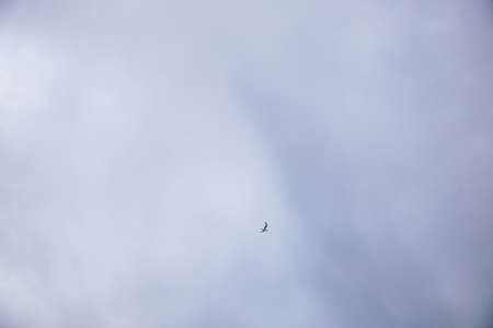 Flying birds in a blue cloudy skyの写真素材