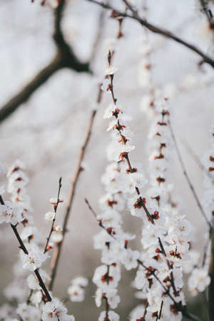 Blooming apricot branches closeup in spring