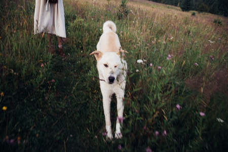 Portrait of golden labrador running forward in camera direction on a field in the summer park,...