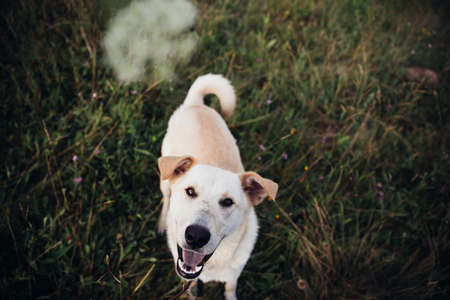Portrait of golden labrador running forward in camera direction on a field in the summer park,...