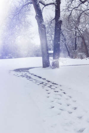 winter scenery in parkの写真素材