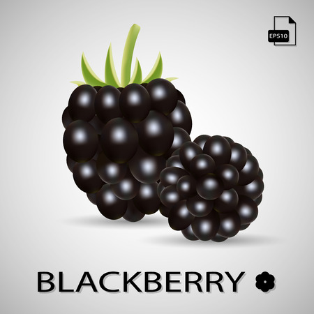 Set of two blackberries.のイラスト素材