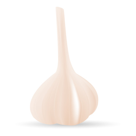 Photo Realistic Vector Garlic Isolated On A White Background.のイラスト素材