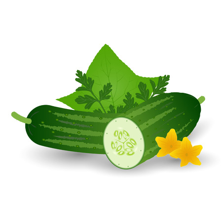 Fresh Cucumber Vegetable With Leaves, Flowers And Parsley Isolated On A White Background.のイラスト素材
