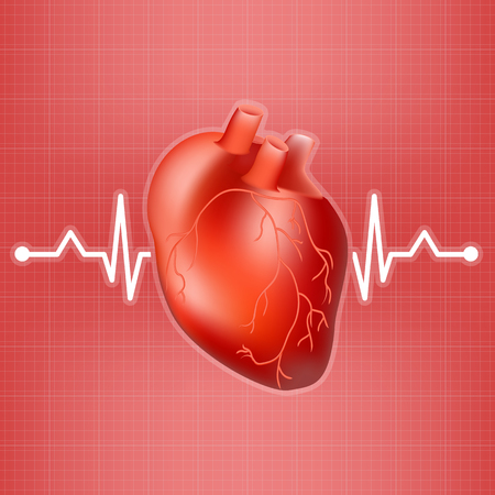 Human Heart And Heart Beat On Ekg Isolated On A Background. Realistic Vector Illustration.のイラスト素材