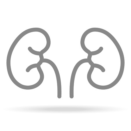 Human Kidneys, Nephrology Icon In Trendy Thin Line Style Isolated On White Background. Medical Symbol For Your Design, Apps, Logo, UI. Vector Illustration, Eps10.のイラスト素材