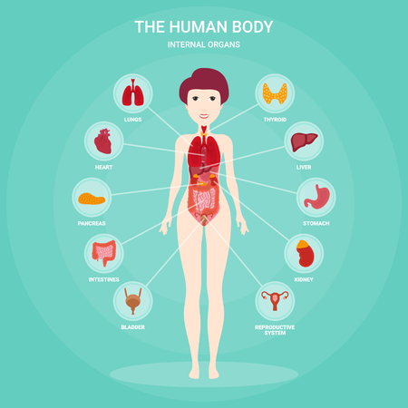 Human anatomy infographic elements with set of internal organs isolated and placed in female body. Woman reproductive organs with girl silhouette and icons around. Vector illustrationのイラスト素材