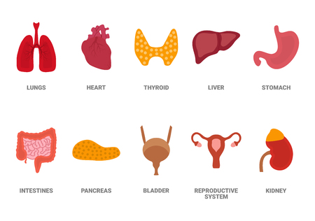 Cartoon human organs set with liver pancreas heart female reproductive system kidneys lungs stomach intestine. Isolated vector illustration, eps 10のイラスト素材