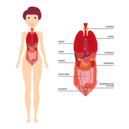 Female Human Anatomy, Internal Organs Diagram, Physiology, Structure, Medical Profession, Morphology Healthy Vector illustrationのイラスト素材