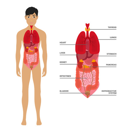 Human male body with internal organs schema flat infographic poster vector illustration. Man silhouette with lungs heart thyroid stomach liver kidneys intestine pancreas. Eps 10のイラスト素材