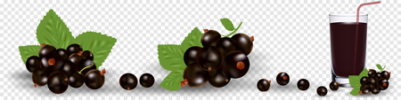 Set of various stylized ripe fresh black currants. Vector illustration, eps 10のイラスト素材