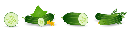 Cucumbers in cartoon style set. Whole cucumber, half, slices and cucumbers group. Fresh farm vegetables collection. Vector illustration isolated on white background.のイラスト素材