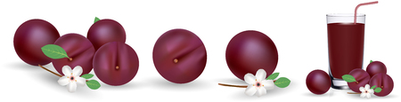 Quality realistic vector plum collection. Plums, isolated on white background. Set of ripe purple plum.のイラスト素材