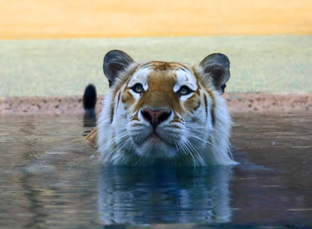 A brown tiger in an amusement park