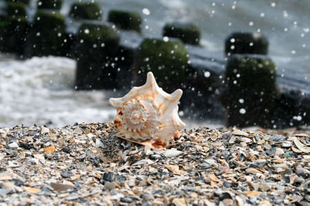 A beautiful giant sea shell at a beachの写真素材
