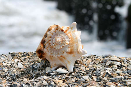 A beautiful giant sea shell at a beach