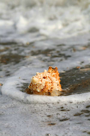 A beautiful giant sea shell at a beachの写真素材
