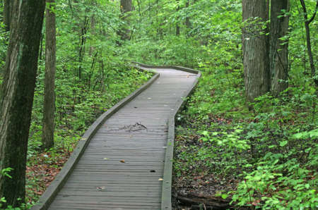 A walking trail in the Great Swamp National Wildlife Refuge, New Jerseyの写真素材