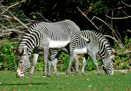 zebras in a zooの写真素材