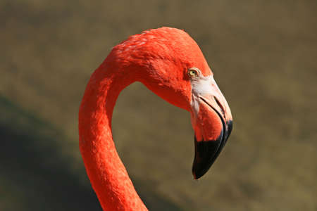 red flamingo in a park in Floridaの写真素材